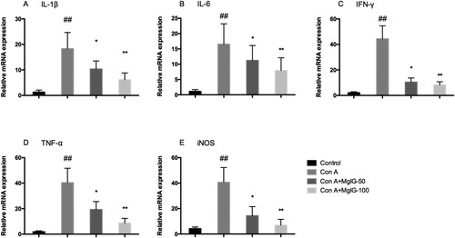 Figure 2. MgIG pre-treatment of mice decreases the release of proinflammatory cytokines in the liver tissue following inducement of Con A (n = 7, ##P < 0.01 versus control; *P < 0.05, **P < 0.01 versus Con A).