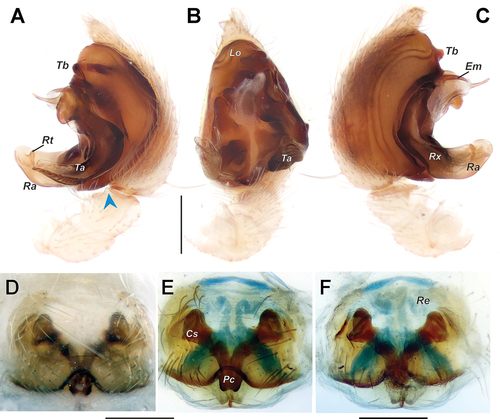 Figure 6. Copulatory organs of Oecobius pasargadae sp. n. (A) male palp, retrolateral; (B) same, ventral; (C) same, prolateral; (D) intact epigyne, ventral; (E) dyed, ventral; (F) same, dorsal. Arrow points to the tibial apophysis. Scale bars = 0.2 mm. Abbreviations: Cs – sclerotised capsule, Em – embolus, Lo – loop of sperm duct, Pc – plate with copulatory openings, Ra – radical apophysis, Re – receptacle, Rt – tooth of radical apophysis, Rx – radix, Ta – terminal apophysis, Tb – tegular bump.