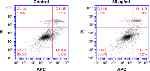 Figure S4 Flow cytometry of HeLa cells based on Annexin V–APC and PI. The apoptosis rates of HeLa cells stimulated with 80 μg/mL CuS@SiO2 NPs were not significantly different from the control rates (P>0.05).Abbreviations: NP, nanoparticle; PI, propidium iodide.