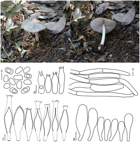Figure 3. Pluteus kovalenkoi. (a, b) Basidiomata. (c) Basidiospores. (d) Basidia. (e) Pileipellis elements. (f) Pleurocystidia. (g) Cheilocystidia. Scale bars 10 μm. All drawings from the specimen no. 123 (OKA) (photo and line drawings by O. Kaygusuz).