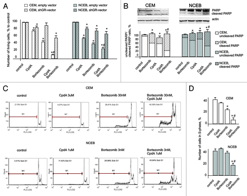 Figure 6. Cooperative anticancer effect of proteasome inhibitor Bortezomib and CpdA in transformed lymphoid cells. CEM-shEV, CEM-shGR, NCEB-shEV and NCEB-shGR cells were incubated with solvent, CpdA, BZ or CpdA/BZ for 48 h. (A) Cell growth was evaluated by cell counting. (B and C) Apoptosis in CEM and NCEB cells was analyzed by western blot analysis of PARP cleavage (B) and by flow cytometry using propidium iodide staining (C). The number of apoptotic cells was calculated as percentage to all cells in sample (C andD). Number of cells in S-phase was determined by flow cytometry using propidium iodide staining. Statistically significant difference (*p < 0.05; ** p < 0.01) between treated and control cells; #, statistically significant difference (p < 0.05) between CpdA and BZ+CpdA.