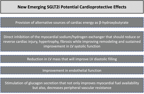 Figure 1. Diagram depicting new SGLT2 inhibitors’ cardioprotective effects.