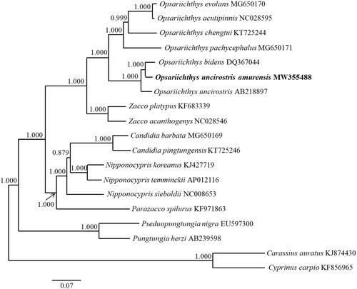 Figure 1. A phylogenetic tree was constructed for the genera Opsariichthys, Zacco, Candidia, Nipponocypris, and Parazacco, with outgroup species and subspecies, using Bayesian inference based on 13 protein-coding genes. The numbers above the nodes are the posterior probabilities of the Bayesian analysis. Scale bars indicate the relative evolutionary distances. The species names are followed by their GenBank accession numbers.