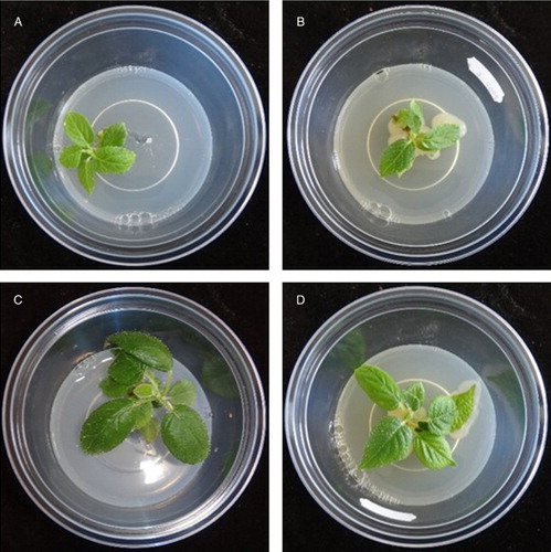 Figure 2. In vitro growing Actinidia shoots that had been inoculated at the base with a 100-μL inoculum droplet (103 cfu/mL) of Psa for 60 s and transferred to maintenance medium. Left: Standard maintenance medium. Right: Bacterial growth on maintenance medium supplemented with 3 g/L peptone. Photos taken 16 days after inoculation. (A and B) A. chinensis var. chinensis ‘Hort16A’, (C and D) Actinidia deliciosa selection.