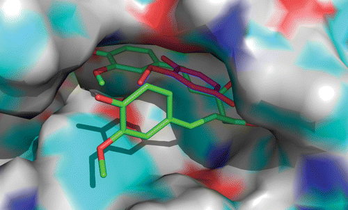Figure 4. Relative positions and orientation of MCW (blue) and curcumin (pink) at the active site of PLA2.