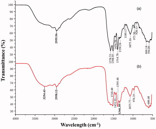 Figure 6. FTIR spectrum recorded from microbially synthesized silver nanoparticle. (a) biosynthesis solution, and (b) supernatant.