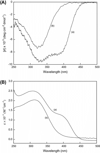 Figure 2 (A) CD and (B) UV–vis spectra of poly(LA88-co-PA12) measure in (a) CHCl3 and (b) CHCl3/MeOH = 1:1 at room temperature, c = 3 × 10−4 mol/L.