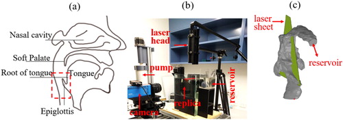Figure 1. (a) Anatomical landmarks of the upper airway and region of interest (rectangular inset represented by red dotted lines), (b) experimental setup, and (c) the upper airway replica.