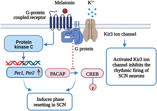 Figure 3. Melatonin acts as a circadian pacemaker and advances the SCN phase [Citation93–97]. The retinohypothalamic tract mediates cAMP responsive element binding protein (CREB) phosphorylation via pituitary adenylate cyclase-activating polypeptide (PACAP) release under light stimulation in SCN cells; PACAP release is responsible for light-induced phase shifts. The binding of melatonin to MT1 inhibits PACAP-induced CREB phosphorylation in the SCN. Melatonin receptors activate G-protein-coupled Kir3 ion channels, inhibit the rhythmic firing of SCN neurons and regulate circadian rhythms. Melatonin activates PKC in the SCN and induces phase resetting, and through this signaling, the expression of core clock genes, Period 1 (Per1) and Period 2 (Per2), increases within the SCN. Figure 2 was created with BioRender (https://biorender.com).