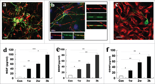 Figure 7. Functional assays of SCs derived from ADSCs. (A) Representative micrographs illustrated myelination formation in ADSC-derived SCs with DRG neurons. Notably, co-culture of DRG neurons (green for Tuj-1) with ADSCs-derived SCs (red for MBP) for 12 days, differentiated ADSCs processes were aligned to the neuronal axons, and even were wrapped at certain segments. (B) Myelin-formation was assayed in differentiated ADSCs and DRG neuron at low density. (C) ADSCs (red for CD90) do not form myelination with DRG neuron (green for Tuj-1). (D, E, F) Measurement of release of neurotrophic factors in the differentiated ADSCs at indicated induction time. All data are reported as mean ± SEM. *p<0.05 compared with the relevant controls; **p<0.01; and **p<0.001. Scale bars = 200 μm.