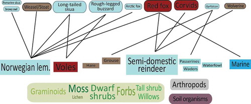 Figure 2. Depiction of the main components of plant-based vertebrate food webs on the Varanger Peninsula (modified from Ims, Ehrich et al. Citation2013). The size of the boxes reflects our current knowledge about the relative functional importance of the different species and functional groups. Only major trophic relationships are represented by lines. For vertebrates, mainly boreal forest species are shown in red, species found in both boreal forest and Arctic tundra are shown in brown, while typically Arctic tundra species are shown in pale blue.