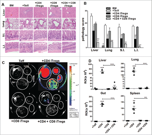 Figure 4. Combinational therapy reduces GVHD pathology and tumor burden. BDF1 recipient mice were lethally irradiated (1200cGy) and transplanted with 5 × 106 B6 TCD-BM, and either 2 × 106 CD4+ iTregs, 4 × 106 CD8+ iTregs, or a combination of both CD4+ and CD8+ iTregs, and 5 × 103 luc-P815 cells. Three days later, 2 × 106 Ly5.1+ CD25-depleted Teffs were injected. Fourteen days post BM injection, GVHD target organs were excised for pathological analysis. A representative photomicrograph of each group depicting the average disease score morphology (A) and quantification of pathological damages to organs (B) are shown. Before being euthanized, mice were injected with luciferin, and organs were excised followed by imaging using IVIS 200 imager. (C) A representative mice from each group n = 4. Organ bioluminescent was quantified using Living Imager software (D). *p < .05; **p < .01; ***p < .001. Error bars indicate the mean of standard error.
