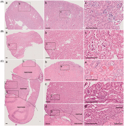 Figure 2. Unilateral kidney ligation simulates conventional 5/6 nephrectomy. (A) H&E staining of kidney in sham group after surgery 1 week ((Aa) is a × 40 image, (Ab) is a magnified image from (Aa) with ×100 magnification, and (Ac) is a magnified image from (Ab) with ×200 magnification). (B) H&E staining of kidney in c-PNx group after surgery 1 week ((Ba) is a × 40 image, (Bb) is a magnified image from (Ba) with ×100 magnification, and (Bc) is a magnified image from (Bb) with ×200 magnification). (C) H&E staining of kidney in l-PNx group after surgery 1 week ((Ca) is a × 40 image, and (Cb) is necrotic portion, Cc is normal portion, and Cd is junction portion with ×100 magnification, (Ce,Cf,Cg) is magnified image from (Cb,Cc,Cd) with ×200 magnification).