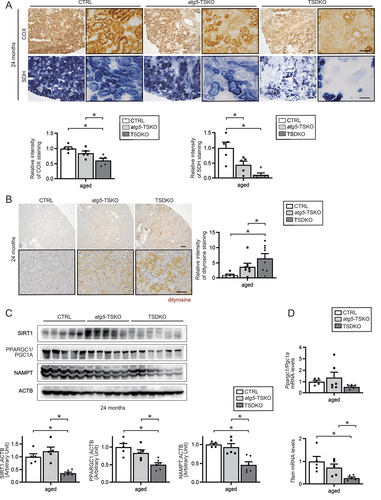 Figure 7. FGF21 deficiency accelerates kidney aging with mitochondrial dysfunction and oxidative stress. (A and B) Representative images of immunostaining for COX and SDH staining (A), and dityrosine (B) in the kidney cortical regions of aged CTRL, atg5F/F-TSKO, and TSDKO mice (n = 5 (A), and 5 to 8 (B)). Magnified images are presented in the insets (A). Kidney sections were counterstained with hematoxylin (B). The relative intensity was quantified in at least 10 high-power fields (×400), respectively. Bars: 50 m. (C) mRNA expression levels of Ppargc1a/Pgc1a and Tfam using whole kidney lysates of aged CTRL, atg5F/F-TSKO, and TSDKO mice (n = 5 to 6). Data were normalized with Gapdh mRNA. (D) Representative immunoblot and quantification by densitometry of the protein level of SIRT1, PPARGC1/PGC1A and NAMPT using whole kidney lysates of aged CTRL, atg5F/F-TSKO, and TSDKO mice are shown (n = 5 to 6). ACTB was used as loading control. Data are expressed as the fold change relative to the mean value of aged CTRL mice and are provided as means ± SE. Statistically significant differences (*P < 0.05) are indicated.