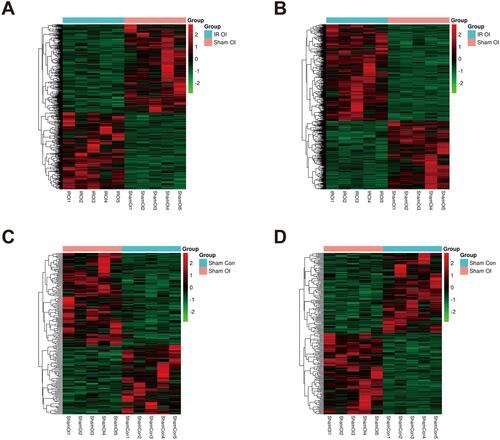 Figure 4 LncRNA and mRNA expression profiles in the IR OI vs Sham OI and the Sham OI vs Sham Con group. Heatmaps were drawn to show the results of hierarchical clustering analysis for the differentially expressed genes, fold change ≥ 2.0 and P value < 0.05 as the filtering criteria. (A and B) are showed lncRNA and mRNA expression profiles of the IR OI vs Sham OI group, (C and D) displaying differentially expressed lncRNAs and mRNAs of the Sham OI vs Sham Con group, respectively. The color scale represents the variation of expression values. Green represents low expression and red represents high expression.