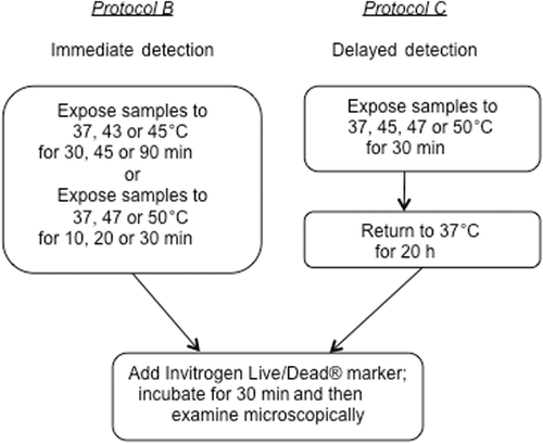 Figure 2 Experimental protocols for detecting immediate or delayed cell death on ePTFE after thermal exposure. Upper left panels, Protocol B: Cells were exposed to various temperatures for various durations, following which the cell viability/death was immediately assessed. Upper right panels, Protocol C: Cells were exposed to various temperatures for 30 min and returned to physiological temperature (37°C) for 20 h. The cell viability/death was then assessed.