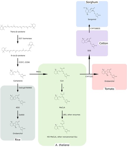 Figure 2. General scheme of Strigolactone biosynthesis. Strigolactones are synthesized from trans-β-carotene and the large diversity of SL structures is obtained thanks to the recruitment of different enzymes in different plant species.