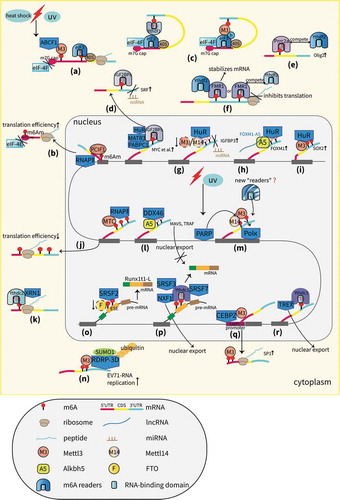 Figure 1. A proposed model of RBPs in the m6A field. (a) Cap-independent translation is mediated by m6A and requires the eIF3 (reader protein), ABCF1, and Mettl3 proteins that bind to internal m6A residues but not to the m7G cap [Citation33,Citation34]. (b) PCIF1 interacts with RNAPII and regulates the N6-methylation of m6Am, which promotes the translation of capped mRNAs [Citation36]. (c) Ythdf1 or Mettl3 promotes translation with the help of eIF3 and mRNA circularization [Citation37,Citation38]. (d) IGF2BPs promote the translation of m6A-mRNAs either by stabilizing targets, such as MYC with the aid of mRNA stabilizers, including HuR, MATR3 and PABPC1 or by antagonizing miRNA-directed mRNA repression [Citation39,Citation45]. (e) Prrc2a stabilizes olig2 mRNA by binding to m6A sites in the CDS and competes with Ythdf2 to regulate RNA stability [Citation46]. (f) FMR1 stabilizes m6A mRNAs by interacting with Ythdf2 or inhibits translation by competing with Ythdf1 [Citation48,Citation49]. (g) HuR stabilizes IGFBP3 mRNA by preventing miRNA targeting [Citation53]. (h) HuR promotes the stability of the demethylated mRNA of FOXM1, which is mediated by Alkbh5, and the cooperation between Alkbh5 and FOXM1-AS.[105] (i) Mettl3 stabilizes the mRNA of SOX2 by recruiting HuR [Citation57]. (j) Slow or paused RNAPII dynamics facilitate MTC binding and m6A deposition, leading to reduced translation efficiency [Citation59]. (k) Ythdc2 stabilizes m6A-mRNAs by interacting with XRN1 [Citation60]. (l) Alkbh5 inhibits the nuclear export of several antiviral transcripts by recruiting DDX46 [Citation62]. (m) Mettl3, recruited by PARP, promotes m6A deposition and subsequent Pol κ binding accompanied by Mettl14, leading to cell survival from DDR [Citation9]. (n) Mettl3 interacts with RdRp-3D and regulates the sumoylation and ubiquitination of RdRp-3D that can promote viral replication [Citation63]. (o) The loss of FTO promotes m6A deposition and the SRSF2 binding ability, leading to the increased inclusion of target exons [Citation69]. (p) Ythdc1 recruits SRSF3 and SRSF7 to promote exon inclusion; Ythdc1 recruits SRSF3 and NXF1 to promote nuclear export [Citation7,Citation70]. (q) CEBPZ recruits Mettl3 to gene promoter regions to augment their translation [Citation73]. (r) TREX interacts with Ythdc1 to promote nuclear export [Citation74].