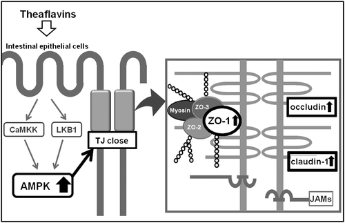 Fig. 8. Schematic of the proposed mechanism of TFs on TJ-related signaling pathways in Caco-2 cells.