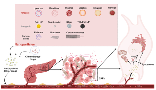 Figure 3 Drug delivery via nano-drug delivery system acting on pancreatic cancer-associated CAFs. A variety of nanoparticles (in combination with each other or in combination with chemotherapeutic agents) are assembled into nano-drug delivery systems that are capable of aggregating towards the pancreas upon entry into the body. They are able to penetrate the TME with relative ease and target CAFs and the organelles within them. This approach may have the effect of interfering with the pro-tumorigenic function of CAFs to treat pancreatic cancer. Created with BioRender.com.