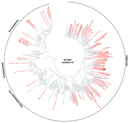 Figure 2. Taxonomic distribution of the 16S rRNA gene sequence phylotypes from the human-donor bacterial community which were detected by 454-pyrosequencing analysis within the GF WKY recipient rat. Branching orders correspond to that of the human-donor bacterial community (Fig. S5) although the type strain/isolate names were removed for clarity. Those human-donor derived phylotypes detected in this rat model are denoted in red, while those human-donor derived phylotypes not detected are denoted in gray. Corresponding dots following each colored phylotype indicate its relative percent abundance contribution to the whole community where ●, < 1%; ●●, 1–2%; ●●●, 2–5%; ●●●●, 5–20% and ●●●●●, > 20%. Scale bars represent 5% nucleotide sequence divergence.