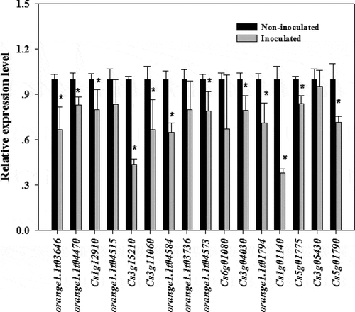 Figure 6. Comparison of the expression levels of R genes in P. italicum-infected and healthy peel of Valencia orange at 3 dpi. * indicates significant difference (p < 0.05).