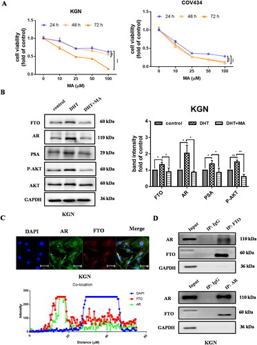 Figure 5. Inhibition of FTO decreased cell survival and AR/AKT signaling. A the effect of MA on cell survival. The cells were exposed to gradient MA for 24, 48 and 72h by Resazurin sodium salt assay. B the expression level of FTO, AR/PSA and P-AKT in KGN cells exposed to 1uM DHT with or without 50uM MA for 48h. Band intensity was calculated by Image J. C confocal microscopy analysis to detect the colocalization of FTO and AR in KGN cells. Red, FTO; green, AR; nucleus was stained by DAPI. Scale bar, 20 μm. The plot profile of fluorescence intensity was used to show the overlap of the FTO and AR. Overlap coefficient (OC) was >0.6 as the indication colocalization. D Co-immunoprecipitation assay by the antibody of FTO or AR to show FTO-AR interaction in KGN cell lines.