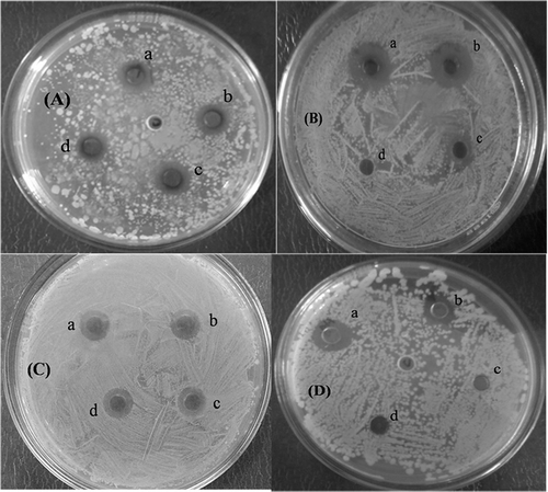 Figure 7. Antimicrobial activity against (A) Staphylococcus aureus, (B) Bacillus subtilis, (C) Escherichia coli, (D) Pseudomonas aeruginosa where, (a) AgNPs synthesised in aqueous mediam; (b) AgNPs synthesised in methanol medium; (c) AuNPs synthesised in aqueous medium and (d) AuNPs synthesised in methanolic medium.