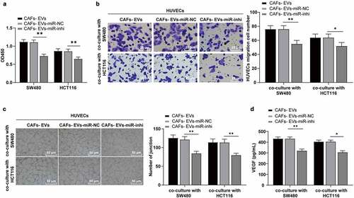 Figure 4. The inhibition of miR-135b-5p in EVs partially reversed the effect of EVs on promoting angiogenesis induced by COAD cells. SW480/HCT116 cells treated with EVs of different treatment groups were co-cultured with HUVECs. (a) The proliferation of HUVECs was detected using CCK-8; (b) The migration was detected using Transwell; (c) The number of connections was measured to quantify the tube formation of HUVECs on the substrate; (d) The VEGF content in HUVECs supernatant was detected using ELISA. Three cell tests were performed and the data were expressed as mean ± standard deviation. One-way ANOVA was used for comparison among multiple groups. Tukey’s multiple comparisons test was used for the post hoc test. *P < .05, **P < .01.