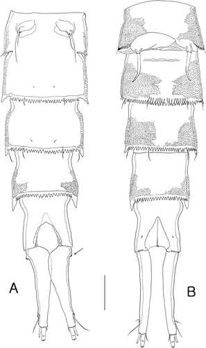 Figure 7.  Isocletopsyllus maximus sp. nov. Female (paratype): A, urosome (excluding somite bearing P5). Male (paratype): B, urosome (excluding somite bearing P5). Scale=100 µm.