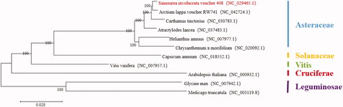 Figure 1. The phylogenetic tree based on 11 complete plastid genome sequences.