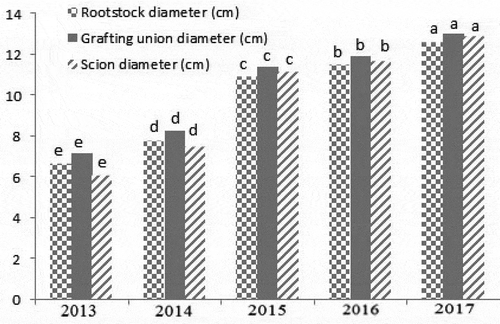 Figure 2. Diameter of rootstock, scion, and grafting union in different years