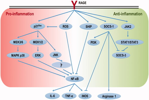 Figure 3. Schematic representation of paradoxical control of pro- and anti-inflammation by RAGE activation.