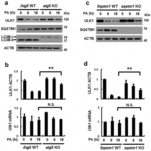 Figure 4. PA-induced ULK1 degradation is mediated by SQSTM1-dependent autophagy. (a) Immunoblot analysis of ULK1, SQSTM1, LC3B, and ACTB (loading control) in Atg5 WT or atg5 KO MEF cells after treatment with PA (500 μM) for the indicated times. (b) Densitometric analysis of ULK1 immunoblots was also performed. Total mRNA isolated from cells was treated as described in (a) and subjected to qRT-PCR analysis for Ulk1 mRNA. (c) Immunoblot analysis of ULK1, SQSTM1, and ACTB (loading control) in Sqstm1 WT or sqstm1 KO MEF cells after treatment with PA (500 μM) for the indicated times. (d) Densitometric analysis of ULK1 immunoblots was also performed. Total mRNA isolated from cells was treated as described in (c) and subjected to qRT-PCR analysis for Ulk1 mRNA. Data are provided as the mean ± SD from three independent experiments. **p < 0.01. N.S, not significant.