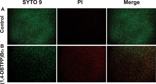 Figure 2 Fluorescent images of Methicillin-resistant Staphylococcus aureus (MRSA) treated with (A) phosphate-buffered saline or (B) (1,4-DBTPP)Br2. Propidium iodide stains dead cells in red, and SYTO 9 stains both dead and living cells in green.