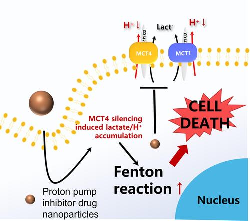Figure 7 Anticancer mechanism of MCT 4.