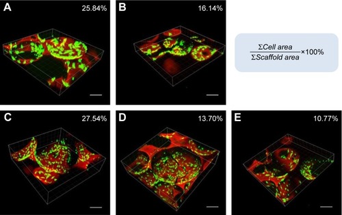 Figure 5 Live/dead cell staining. Confocal images of BMSCs in (A) nHA/PA66, (B) SF-nHA/PA66, (C) 0.2 mg/mL CNT/SF-nHA/PA66, (D) 0.5 mg/mL CNT/SF-nHA/PA66, and (E) 1 mg/mL CNT/SF-nHA/PA66 scaffolds.Notes: Green fluorescence: BMSCs; red fluorescence: scaffold. Bar =200 µm. MetaMorph software was used to analyze the amount of red fluorescence (∑Scaffold area) and green fluorescence (∑Cell area). The cell viability of BMSCs on the scaffold was calculated using the following equation: cell viability % = (∑Cell area/∑Scaffold area) ×100%.Abbreviations: BMSCs, bone mesenchymal stem cells; CNT, carbon nanotube; nHA, nano-hydroxyapatite; PA66, polyamide 66; SF, silk fibroin.