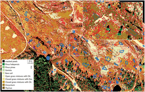 Figure 7. Resulting maps of classification of site 3 using SVM-linear plus rejection using a difference of 0.2, and corresponding field data (predominant species are delineated in blue and minor species in purple). Rejected pixels are represented in red.