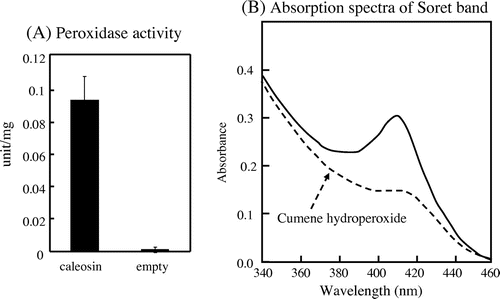 Fig. 5. Peroxygenase activity of caleosin from C. vulgaris TISTR 8580.Notes: Caleosin was expressed in E. coli. (A) Peroxidase activity, and (B) inactivation of peroxygenase activity. The peroxidase activity of caleosin was measured as described in materials and methods. In panel (B), the reaction mixture contained caleosin (0.7 mg) in 10 mM potassium buffer (pH 8). The Soret band of hemoproteins could be detected before addition of cumene hydroperoxide (solid line). The addition of cumene hydroperoxide (1 mM) in the absence of aniline caused the decrease of Soret band (dotted line) and inactivation. Data are the means ± SD) of three independent experiments.