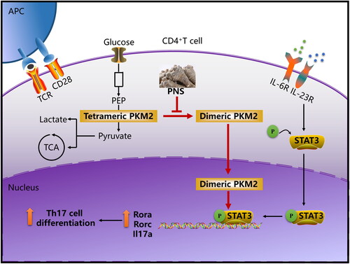 Figure 10. PNS attenuates Th17 cell differentiation via inhibition of nuclear PKM2-mediated STAT3 phosphorylation. The cooperation between TCR activation and costimulatory signals leads to a significant increase of PKM2 expression. IL-6 and IL-23 are the important cytokines for controlling the Th17 cell differentiation, IL-6R and IL-23R signaling cascade promote STAT3 phosphorylation/activation, companying with an accumulation of dimeric PKM2 in Th17 cells. The dimeric oligomer state facilitates PKM2 translocation into the nucleus and enhancing STAT3 phosphorylation, contributing to increase its transcriptional activity. This process ultimately enhances the transcription of Th17 cell–associated genes. PNS specifically inhibit PKM2 dimerization and nuclear accumulation, and further induced the decrease of STAT3 phosphorylation, contributing to suppress Th17 cell differentiation.