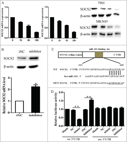 Figure 3. SOCS2 was a direct target of miR-101 in GC cells. A, expression levels of SOCS2 after LV-miR-101 infection at different MOIs in 7901 and MKN45 cells. B, expression levels of SOCS2 after 7901 cells were transfected with miR-101 inhibitor after 48 hours. C, diagram of SOCS2 3’UTR-containing reporter constructs. D, luciferase reporter assays in 7901 cells, with cotransfection of wt or mt 3’UTR and miRNA as indicated. (*p < 0.05; **p < 0.01 compared with control)