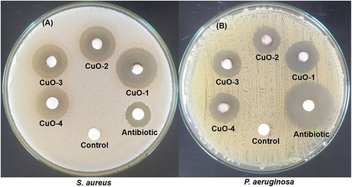 Figure 18 Antagonistic activity of biosynthesized CuO NPs (CuO-1, CuO-2, CuO-3), chemically synthesized CuO NPs (CuO-4), antibiotic/positive control, and negative control against test pathogens (A) S. aureus and (B) P. aeruginosa utilizing the disc diffusion method.
