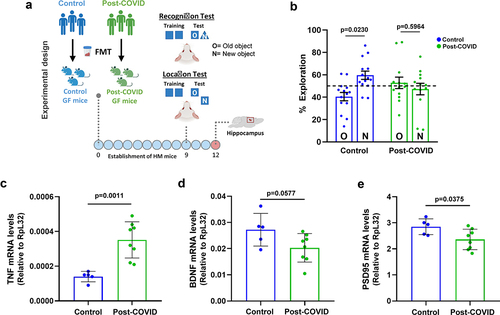 Figure 5. FMT from post-COVID patients induces cognitive alterations in HM mice. (a) experimental design: germ-free mice received fresh feces from control (N = 14) or post-COVID (N = 15) donors, and underwent cognition (object location and recognition) tests nine days later. Following behavioral analysis, their hippocampus was subjected to mRNA expression. (b) percentage of exploration time for the new object (N) or the one remaining unmoved (O) in the location test relative to a total exploration time (N = 29) 9 days after FMT. Quantification of the expression, by RT-qPCR, of (c) TNF (N = 13), (d) BDNF (N = 13), and (e) PSD95 (N = 13) in the hippocampus 12 days after FMT. Statistical analysis: One sample t test against the hypothetical value of 50% and unpaired Student’s t test was used in B. Data are shown as mean and standard deviation (SD). All results are representative of two independent experiments.