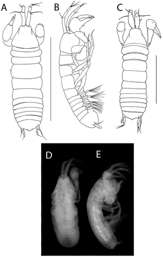Figure 10. Beksitanais vanhoeffeni sp. nov., holotype female, (a, d), dorsal; (b, e,) lateral; ©, juvenile male. Scale line = 1 mm