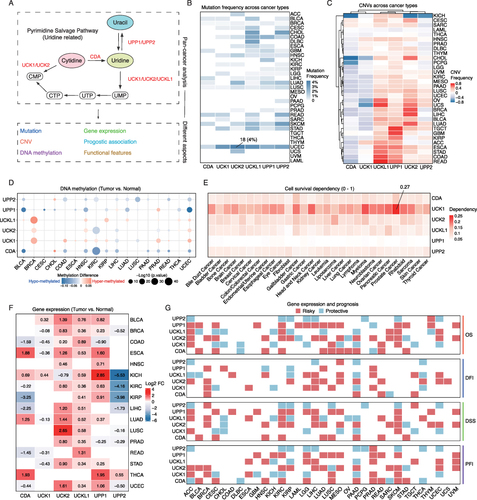 Figure 1 Multi-omics features of PSPGs across the pan-cancer cohort. (A) Six PSPGs (CDA, UCK1, UCK2, UCKL1, UPP1, and UPP2) were included, and their genomic features, expression characteristics, and functional relevance were analyzed in this study. (B) The mutation frequency of PSPGs in the TCGA pan-cancer cohort. The mutation frequency was determined as the proportion of tumor samples carrying a mutation in a specific gene. The overall mutation rate of PSPGs is low, with the highest being only 4% for UCK2 in UCEC, and this mutation was found in only 18 samples. (C) Characteristics of CNVs in PSPGs in the pan-cancer cohort. CNV amplification frequency refers to the proportion of samples exhibiting CNV amplification relative to the total number of samples. CNV loss frequency indicates the proportion of samples showing CNV loss out of the total number of samples. The CNV frequency refers to the difference between the CNV amplification frequency and the CNV loss frequency. A value greater than 0 indicates that copy number amplification predominates, while a value less than 0 suggests that copy number loss is the primary occurrence. (D) Comparison of the changes in DNA methylation at the gene level between tumor and normal samples. Methylation difference refers to the difference in methylation levels of a gene between tumor samples and normal samples. A positive methylation difference indicates hypermethylation (represented in red) in the tumor samples, while a negative value indicates hypomethylation (represented in blue) in the tumor samples. In the figure, only genes with a p-value less than 0.05 are displayed with circles. Statistical analysis was conducted using the two-tailed Wilcoxon rank-sum test. (E) Essentiality of PSPGs in cell survival based on CRISPR screening data. Values range from 0 to 1, the higher the value, the greater the cell’s survival dependence on it. (F) Changes in gene expression of PSPGs in the pan-cancer cohort, the numbers in the heatmap represent Log2FC (fold change), red indicated up-regulation, blue indicated down-regulation, only genes with p < 0.05 were shown. Statistical analysis was conducted using the two-tailed Wilcoxon rank-sum test. (G) The relationship between PSPGs and prognosis in different cancer types, including Overall Survival (OS), Disease-Free Interval (DFI), Disease-Specific Survival (DSS), Progression-Free Interval (PFI). Red indicated that this gene was associated with poor prognosis in patients, while blue indicated that this gene was associated with better prognosis in patients (p < 0.05). Statistical analysis was conducted using Log rank tests.