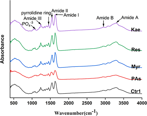 Figure 2 ATR-FTIR spectrum of each group with different pretreatment conditions.