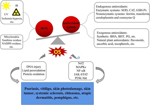 Figure 1. Possible mechanisms of OS mediating in skin diseases. Exogenous insults (UV, IR, ischemia-hypoxia, etc.) and/or endogenous factors (oxidase, metabolism) induce ROS overproduction, far beyond of antioxidant defense capability triggering OS occurrence; OS, then, facilitates macromolecules damage (including DNA injury, LPO, protein oxidation) and mediates in several related signaling pathways (e.g. Nrf2, MAPKs, NF-κB, JAK-STAT, PI3K/Akt), eventually resulting in various dermatoses such as psoriasis, chloasma, vitiligo, skin photodamage, skin tumour, SSc, AD, pemphigus and so on.Notes: ⊕indicates ‘activation’; ⊖indicates ‘inhibition or suppression’.