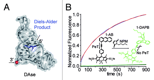 Figure 1. (A) 3D structure of the DAse ribozyme bound to a Diels-Alder product (adapted from PDB: 1YKV). The 3′ end of the DAse was labeled with Cy5. (B) Labeling on the DAse does not hamper its catalytic activity where DAse-3′-Cy5 (red line) had similar activity compared to unlabeled DAse (blue line). The activity was measured by a fluorescence assay using 1-AB (5 µM) and NPM (500 µM) as substrates (DAse: 0.67 µM). The increase in fluorescence (Ex: 460 nm Em: 510 nm) is due to disruption of the anthracene π-system, which quenched BODIPY fluorescence due to photoinduced electron transfer (PeT). Uncatalyzed background reaction (kapp,background = [0.036 ± 0.008] 10−5 s−1 - black line) and photoreaction (kapp,photo = [0.03 ± 0.01] 10−5 s−1 - green line) were significantly slow compared to the catalyzed reactions.