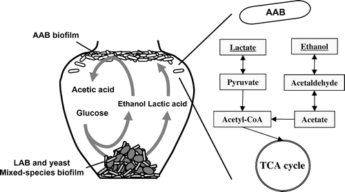 Fig. 6. Schematic model of fermentation process of Fukuyama pot vinegar, and lactate and ethanol metabolism of AAB.Citation20–30)