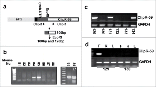 Figure 1. Generation of ClipR-59 transgenic mice. (a) Diagram of the Ap2-ClipR-59 transgene, which contains a Flag-tagged and a 150bp CREB 5’ UTR. (b) PCR analysis of tail DNA by ClipR-59-specific primers reveals that mice 84 and 85 harbor the transgenic gene (left bottom panel). The right bottom panel shows the PCR product of mouse 85's tail genomic DNA digested with EcoRI (ClipR-59). Note: The PCR product of ClipR-59 contains an EcoRI restriction site which gives 100bp and 150bp fragments following EcoRI digestion. (c) Genotype of the F1 generation of ClipR-59 transgenic mice. (d) Expression of the ClipR-59 transgenic gene in transgenic and wildtype mice. Total RNA were prepared from Fat (F), liver (L) and Kidney (K) from wildtype and ClipR-59 transgenic mice and its wildtype littermates and subjected to RT-PCR.